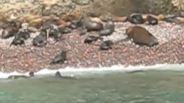 Лежбище морских львов на островах Бальестас