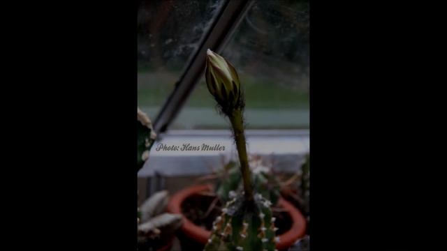 Echinopsis subdenudata from buds to bloom. смотреть онлайн