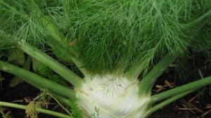 Как успешно выращивать фенхель в домашних условиях