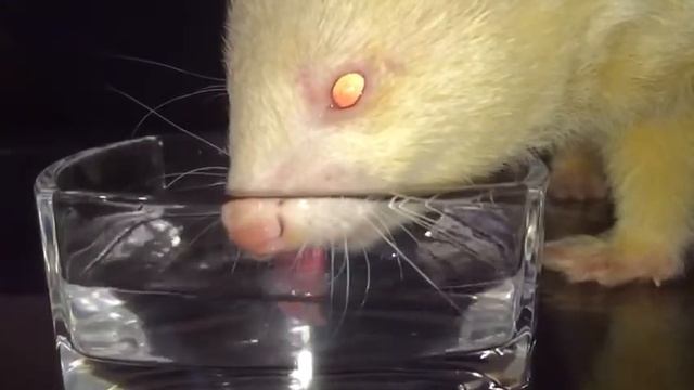 Furão Mustela putorius furo a beber àgua em câmera lenta