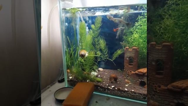 КАК ПОДДЕРЖИВАТЬ ЧИСТУЮ ВОДУ В АКВАРИУМЕ? / Чистая вода в аквариуме! #аквариум #чистаявода смотреть онлайн