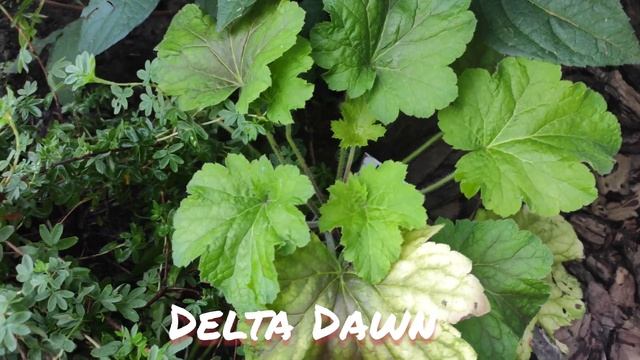 Гейхера сорт Delta Dawn сменила свой окрас смотреть онлайн