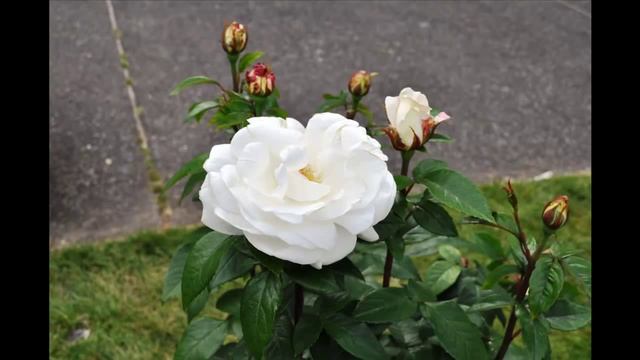 Парк Роз. Rose Garden Portland,OR смотреть онлайн