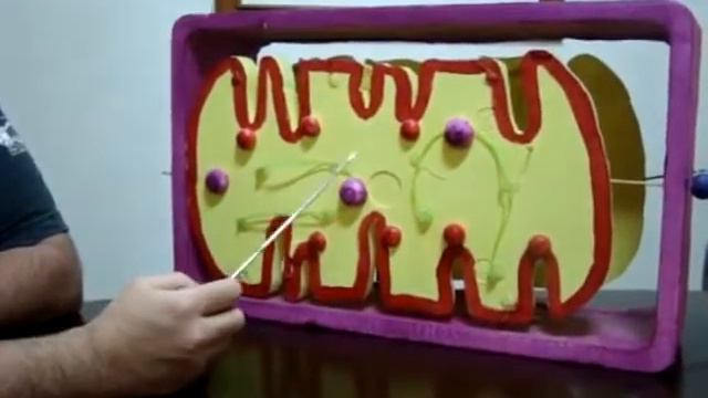 Обзор митохондрии смотреть онлайн