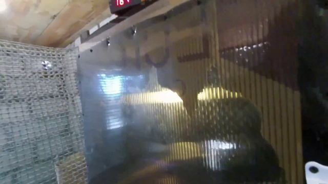 Помесные Малины вес в 45 дней. Какие расходы на содержание? смотреть онлайн