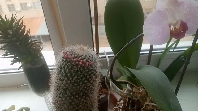 #кактус #cactus Кактус маммилярия собирается цвести первый раз смотреть онлайн
