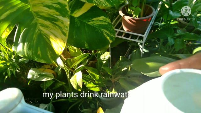 How to propagate FIDDLE LEAF FIG Ficus lyrata/ Care Tips. Propagated thru Marcotting смотреть онлайн