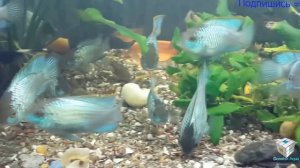 Неоновая наннакара как развести, Nannacara Neon Blue, Aquarium fish, Zierfische, contenuti pesce