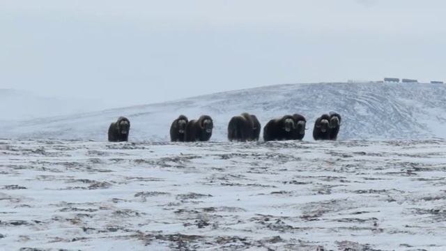 Овцебыки Врангеля смотреть онлайн
