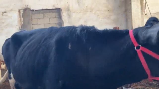 Нарх БАЛАНД БОША ИМРУЗ МОЛБОЗОРИ ДУШАНБЕ ЛЕНСКИЙ РАЙОН ГОВИ ШИРИ БУКА ГУСАЛАЧА 14 февраля 2024 г. смотреть онлайн