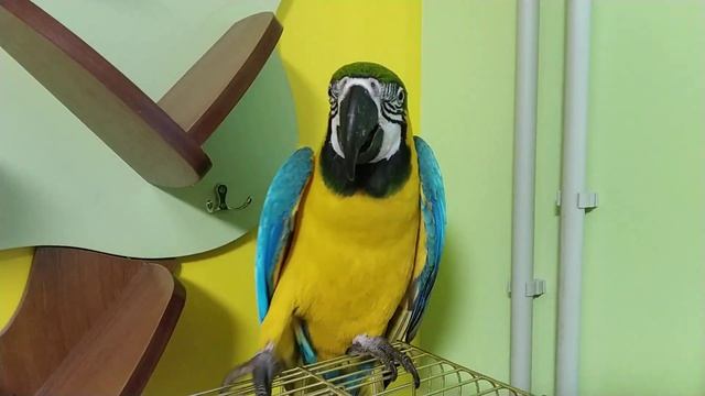 Попугай ара и кубинский амазон смотреть онлайн