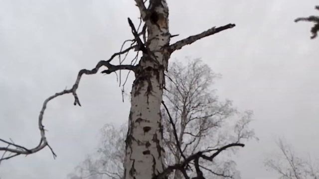 Дерево с дуплом.апрель 2022. смотреть онлайн