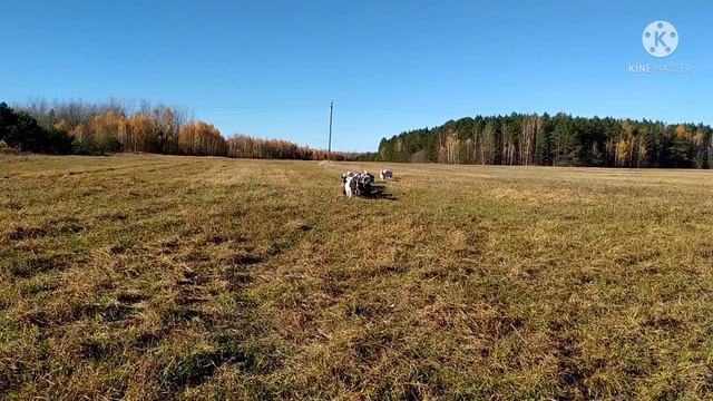 Необычный чих нашел необычный дом и другие новости смотреть онлайн