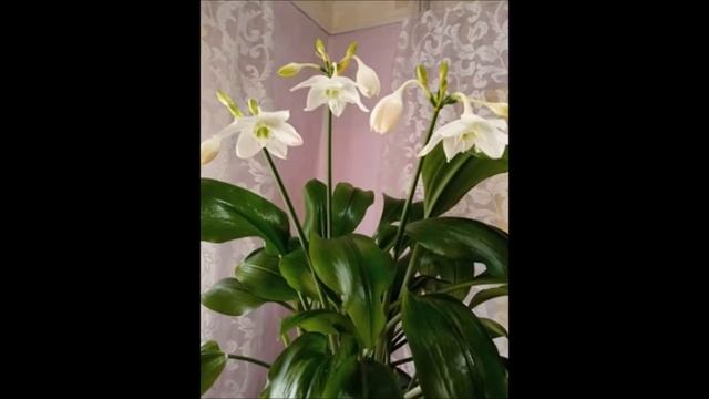 Зацвёл Эухарис смотреть онлайн
