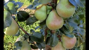 "Колоновидная" (суперкарликовая) груша  САПФИРА