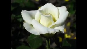 ROSE ANASTASIA (АНАСТАСИЯ роза)