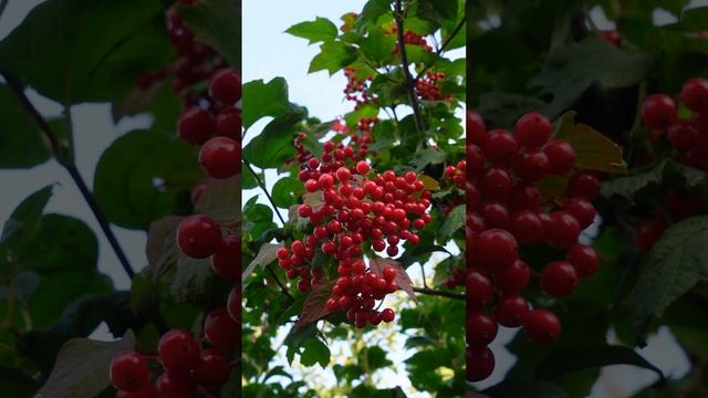 Калина, Viburnum opulus #shorts смотреть онлайн
