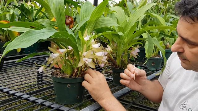 Lycaste Tricolor Polinización