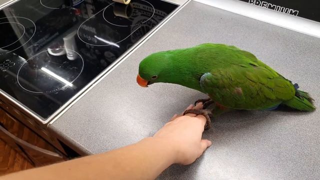 Попугай Эклектус разговаривает. Уронил на себя шумовку. Кот играет сам с собой. смотреть онлайн