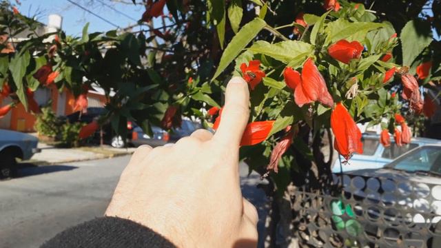 Что цветет зимой в Аргентине смотреть онлайн