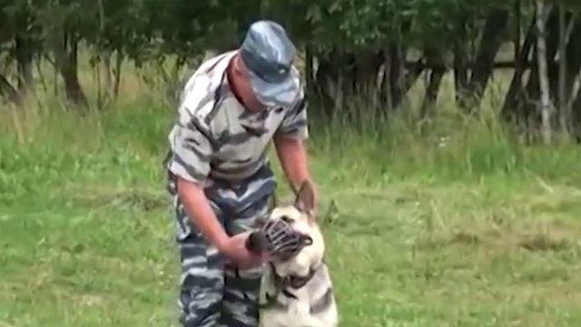 Правила выгула собак ЛЕТОМ смотреть онлайн