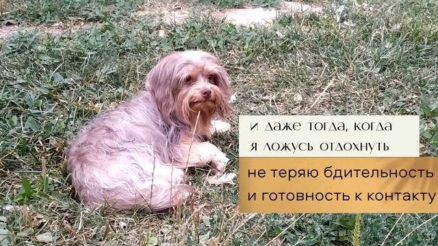 Русская цветная болонка. Подрощенный щенок - какой он? смотреть онлайн