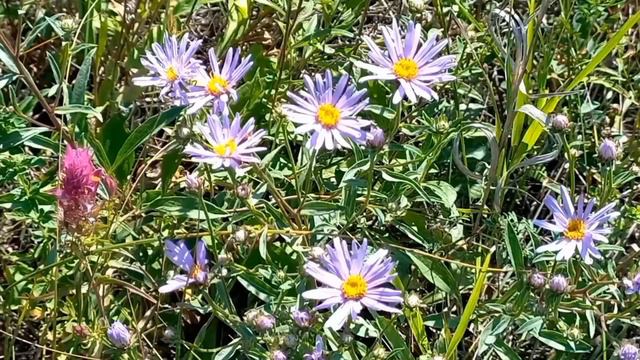 Исцеляющие Трели Соловья. Божественные Звуки Природы Согревающие Душу смотреть онлайн