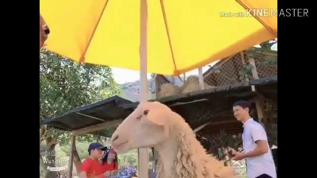 Я один в городе Камрань, провинция Хан Хоа, в 52 км от Нячанга, Вьетнам смотреть онлайн