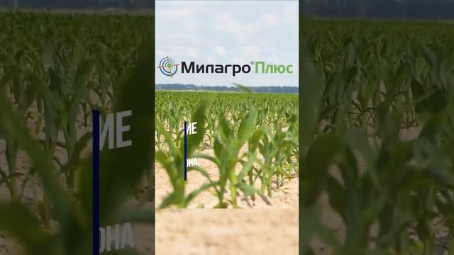 Химпрополка топовыми продуктами Элюмис и Милагро Плюс. #агробизнес #гербициды смотреть онлайн