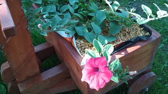 Петунии Продолжают Удивлять и Радовать! Каждый день что-то новенькое смотреть онлайн