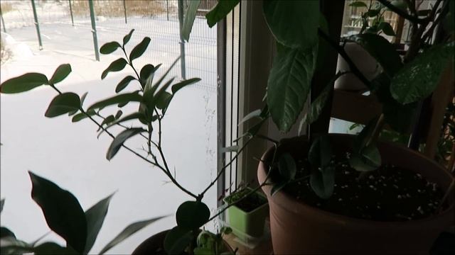 Мои экзотические растения: урожай мандаринов, грунт для экзотов, обзор всех растений 69 смотреть онлайн