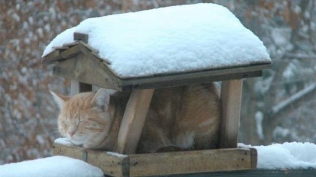 Кошка замерзает зимой! смотреть онлайн