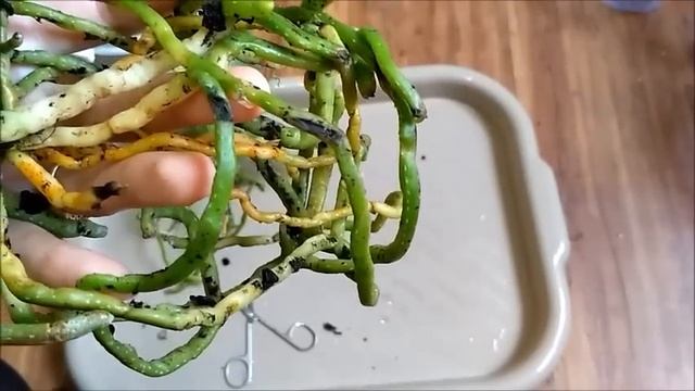 Пересадка орхидеи фаленопсис Лиодоро Две орхидеи в одном горшке (Repotting Phal. "Liodoro") смотреть онлайн