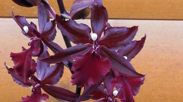 Шикарная орхидея.Colmanara Masai Red.И новинки из Леруа Мерлен) смотреть онлайн