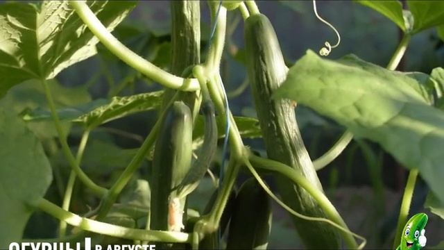 Посадка огурцов в августе 2021 года. Благоприятные дни, лунный календарь, правила посадки огурцов смотреть онлайн