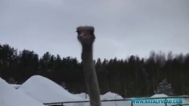 Страусиная ферма - Страусы зимой под Санкт-Петербургом смотреть онлайн