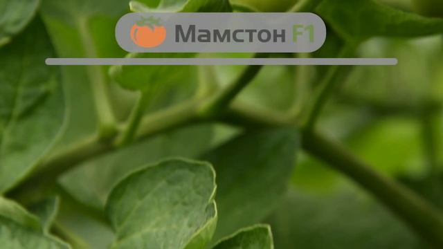 Мамстон F1 – ідеально підходить для другого обороту! смотреть онлайн