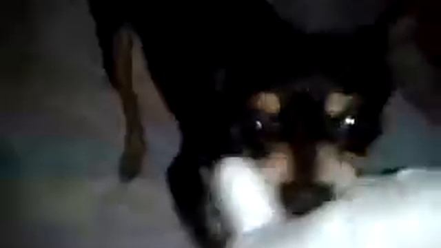 Игривый той терьер Фунтик смотреть онлайн