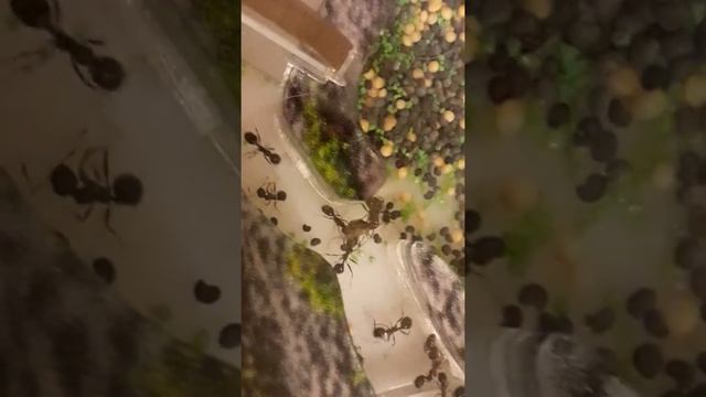 муравьи против мраморного таракана смотреть онлайн