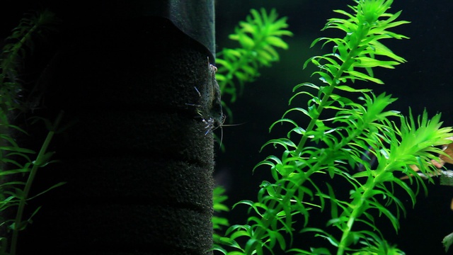 Мой аквариум HD  съёмка на Canon 5D Mark II