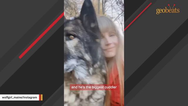 160-pound wolf dog is obsessed with this woman смотреть онлайн