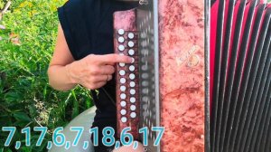 Чёрная смородина-разбор на гармони