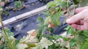 Малина Энросадира 3 месяца после посадки.