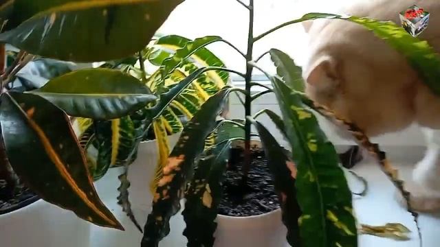 КРОТОН - ПОТЕРЯ ТУРГОРА между поливами. ОСОБЕННОСТИ ПОЛИВА в холодное время года, чтоб не навредить смотреть онлайн