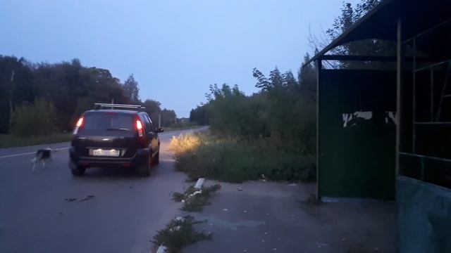 Стихи о рыжей дворняге Э. Асадов смотреть онлайн