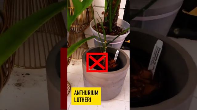 Top 5 BEST Rare Plants 👉🌿🍀🌹☘🌷🌸🌼 смотреть онлайн