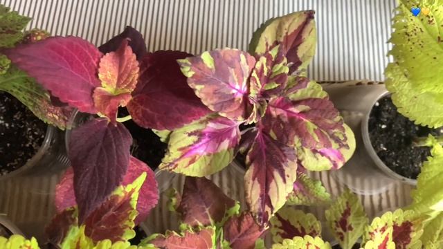 6 причин вырастить КОЛЕУС. Две новые посылки с колеусами. Апрель 2023.