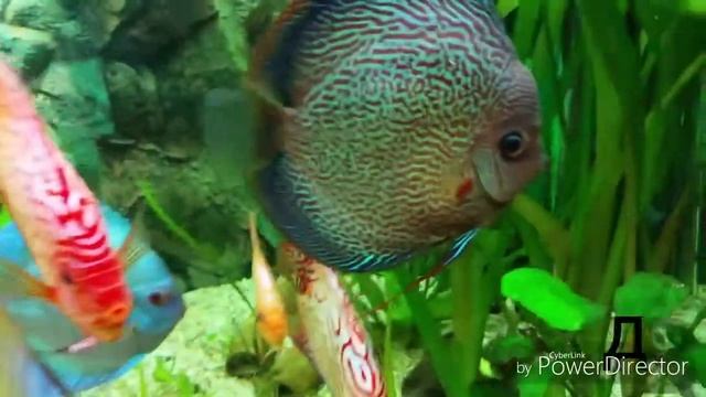 Аквариум дискусы видео из старых материалов смотреть онлайн