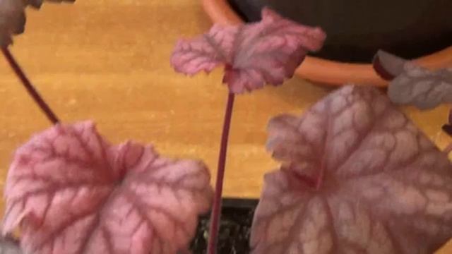 Друзья ,помогите разобрать что за растение такое ! смотреть онлайн