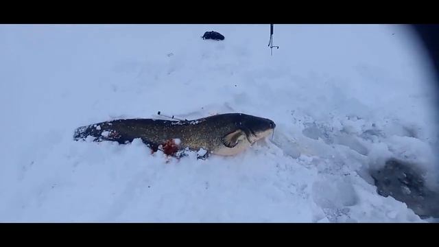 РЕКОРДНЫЙ СОМ ЗИМОЙ В САРАТОВЕ. 13.01.2022 смотреть онлайн